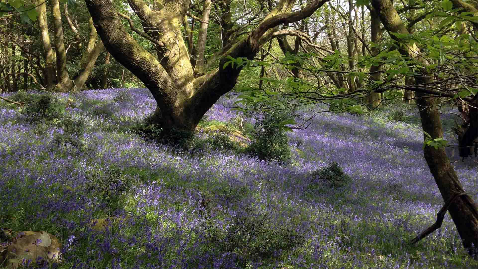 Bluebells in the Wild Boar woods