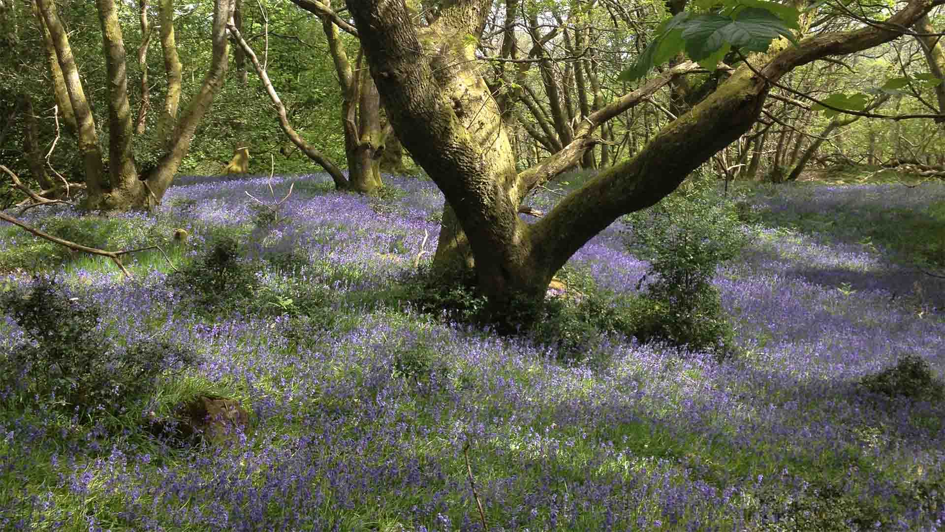 Old tree sitting amongst the Bluebells at the woods at Wild Boar Estate