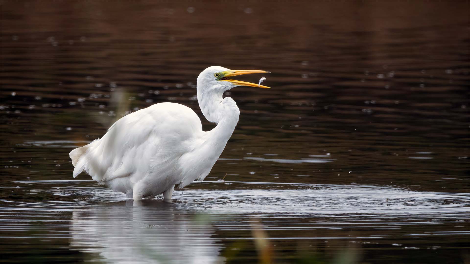 Egret
