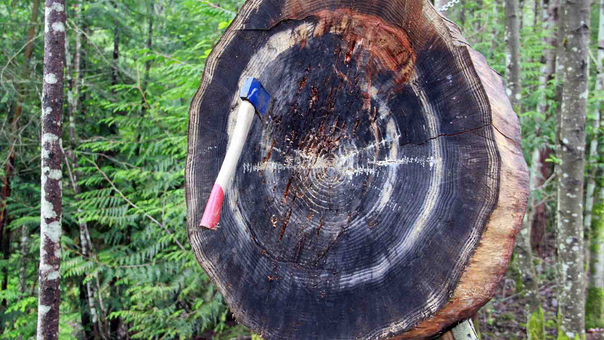 A throwing axe stuck in it's target