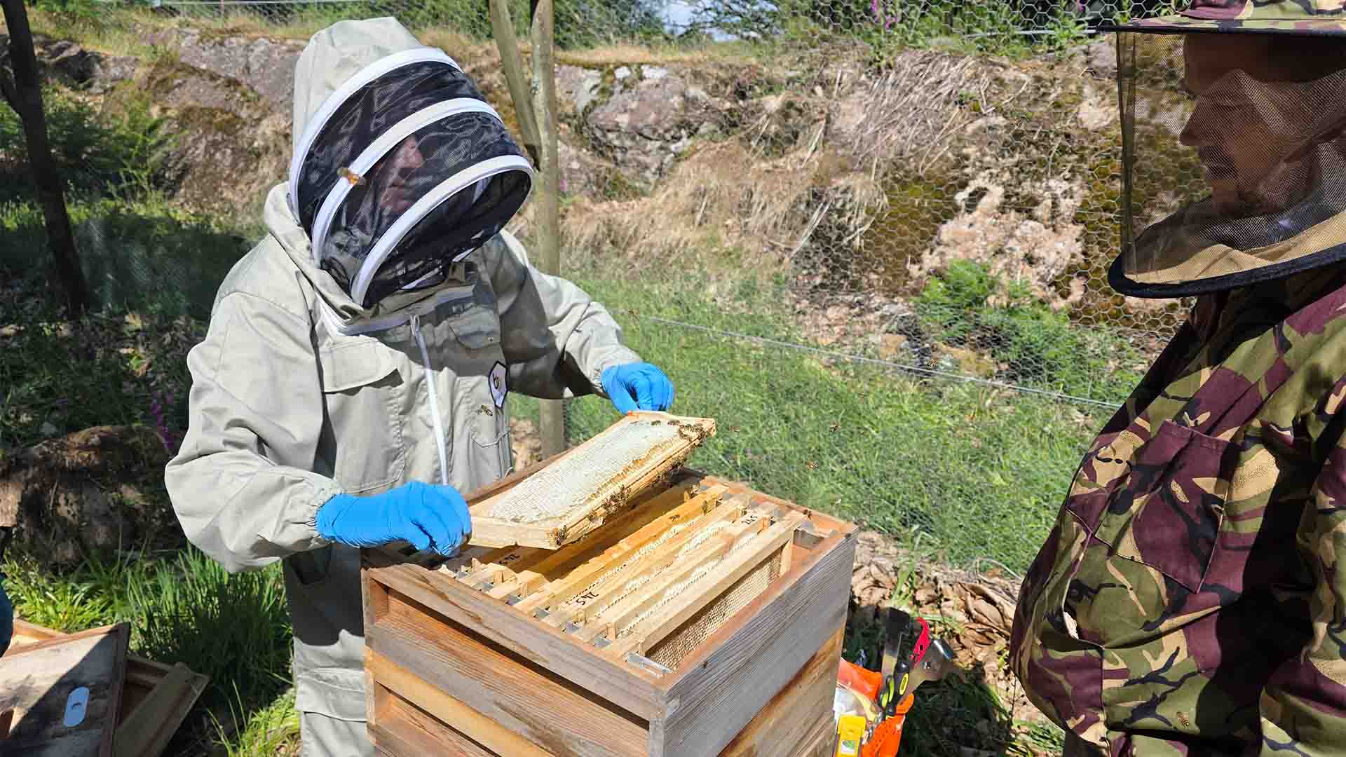 Examing the bees at Wild Boar Estate