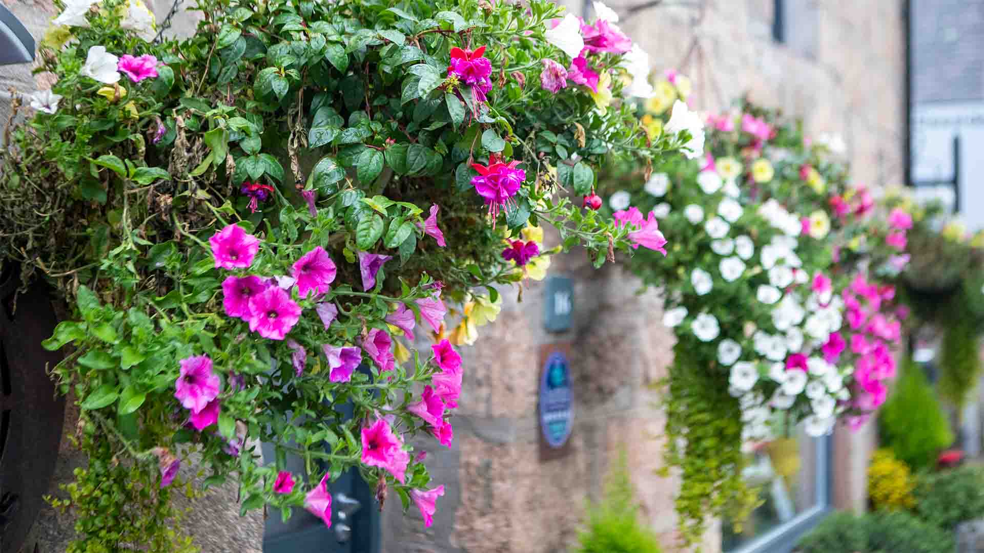 Hanging basket flowers