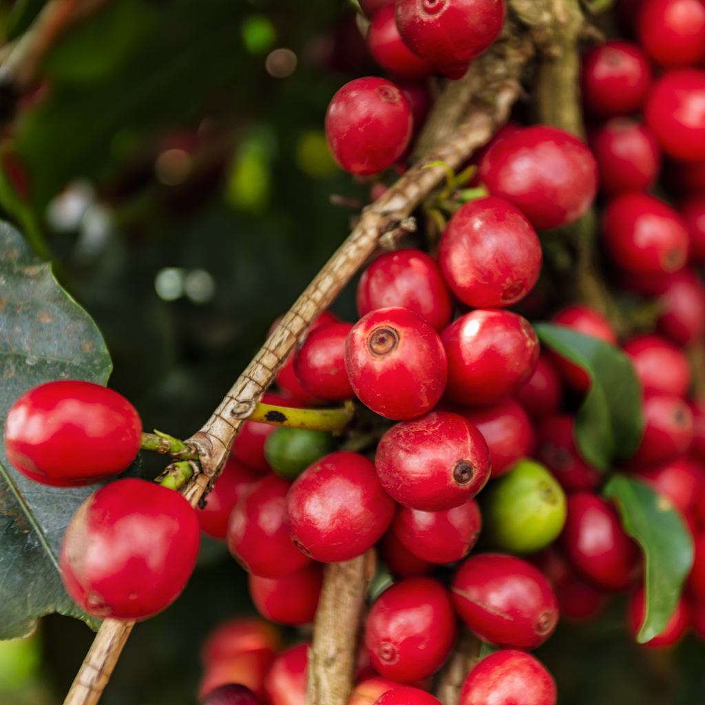 Red Coffee Cherries Low Wood Bay