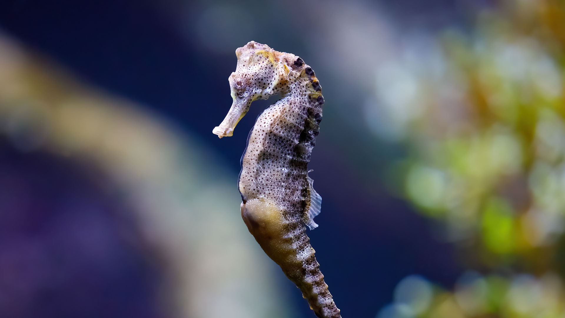 Seahorse