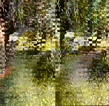 The Wild Boar woods