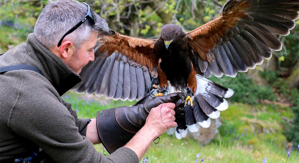 Hawk on falconer's gloved hand