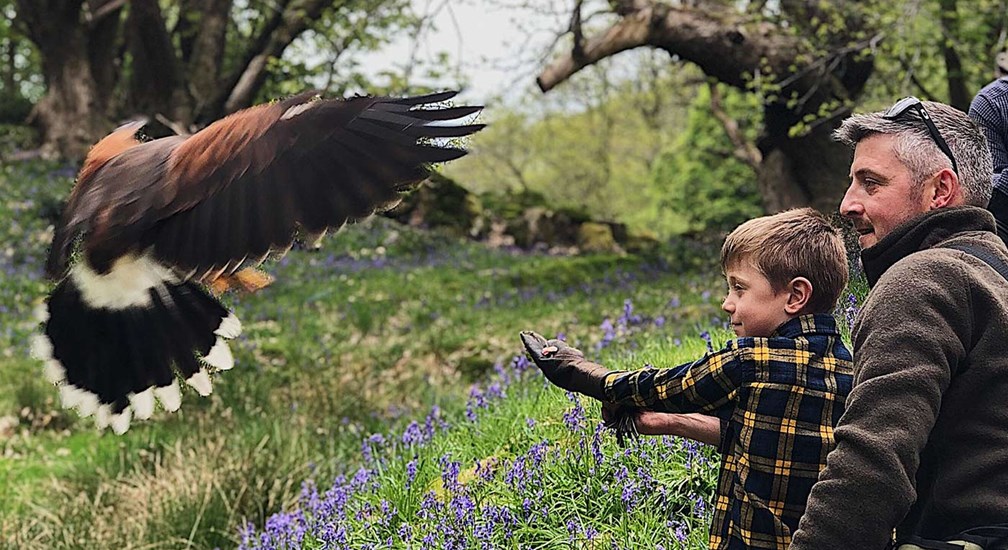 Hawk flying to boy's gloved hand