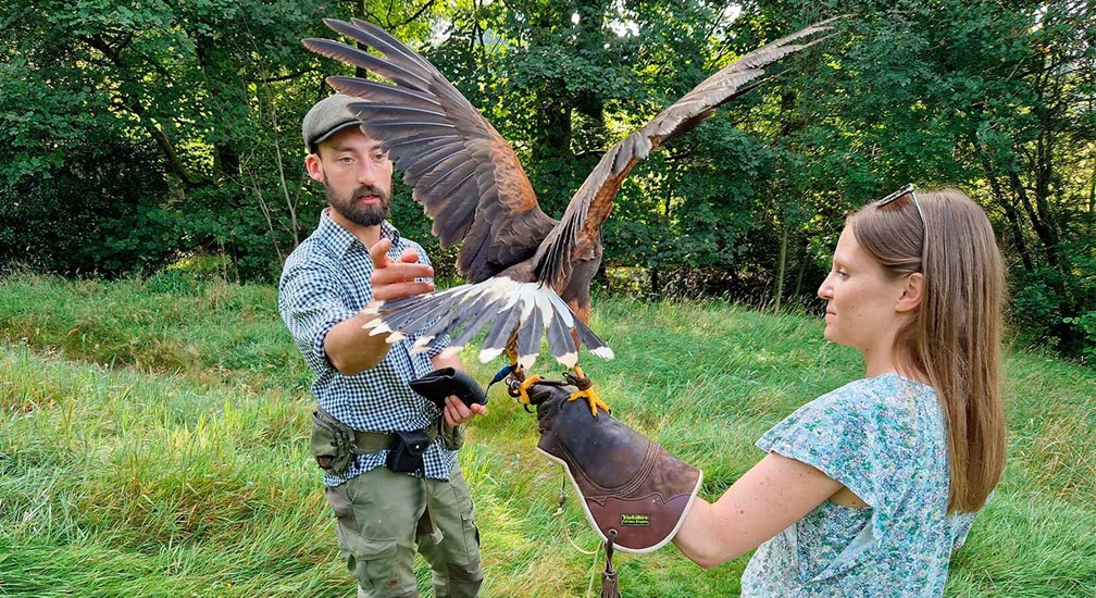 Falcon on gloved hand of handler