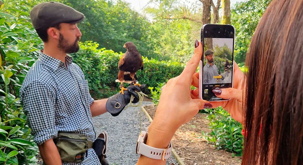 Falcon and handler filmed on mobile