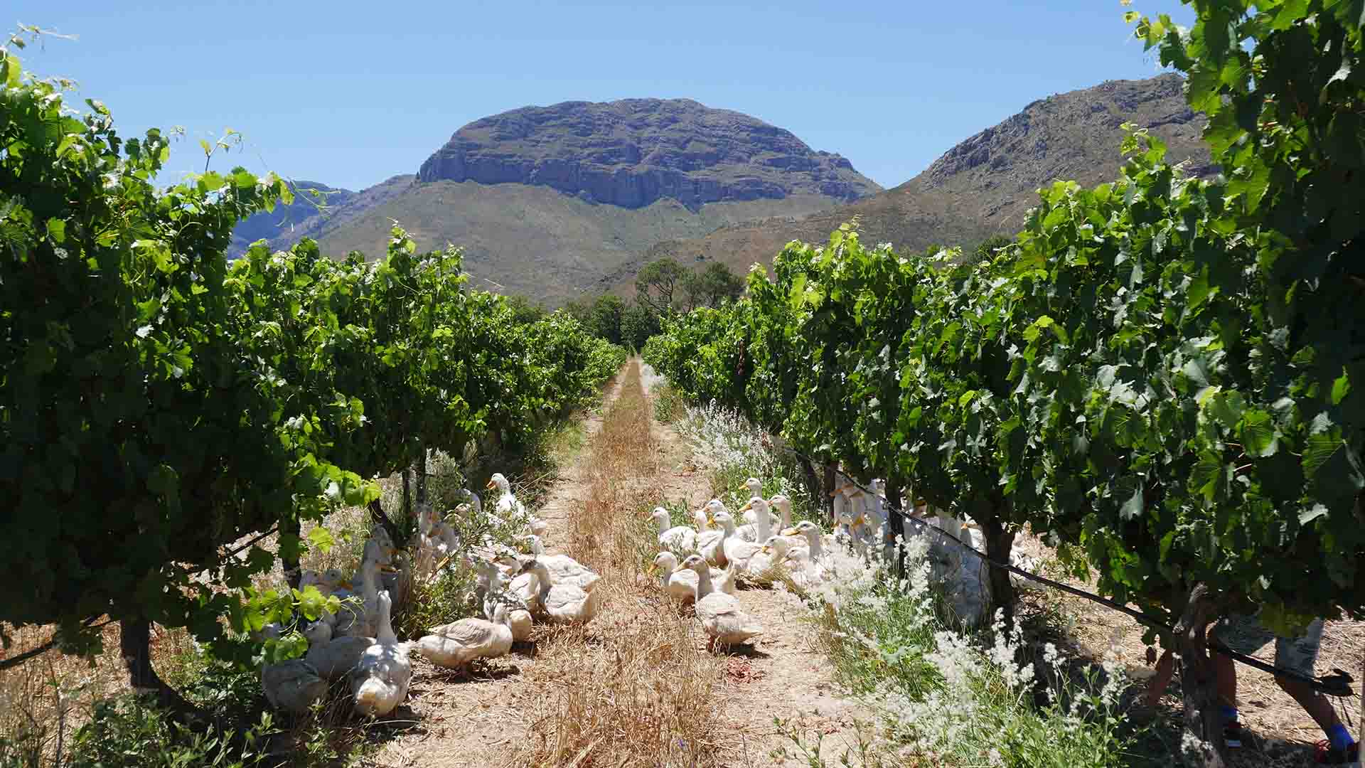 Ducks roaming free around the estate