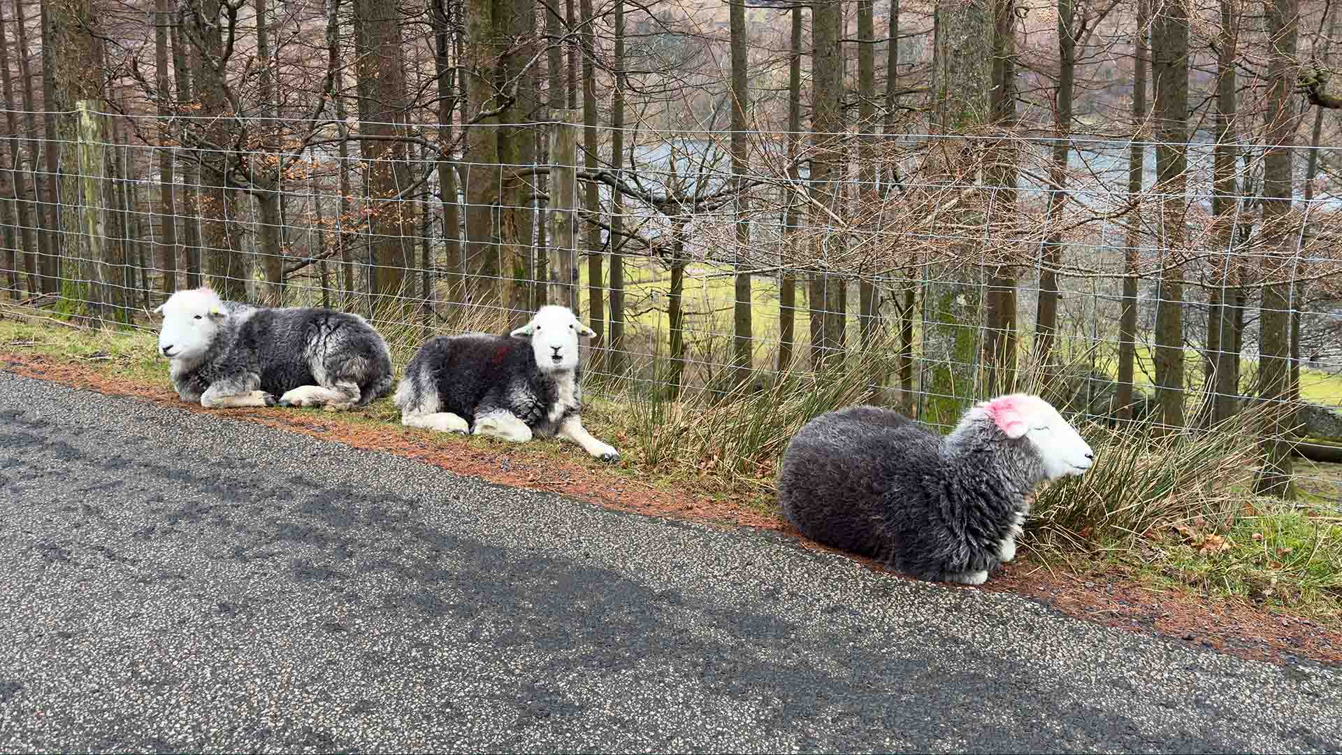 Herdwick sheep resting by the road side