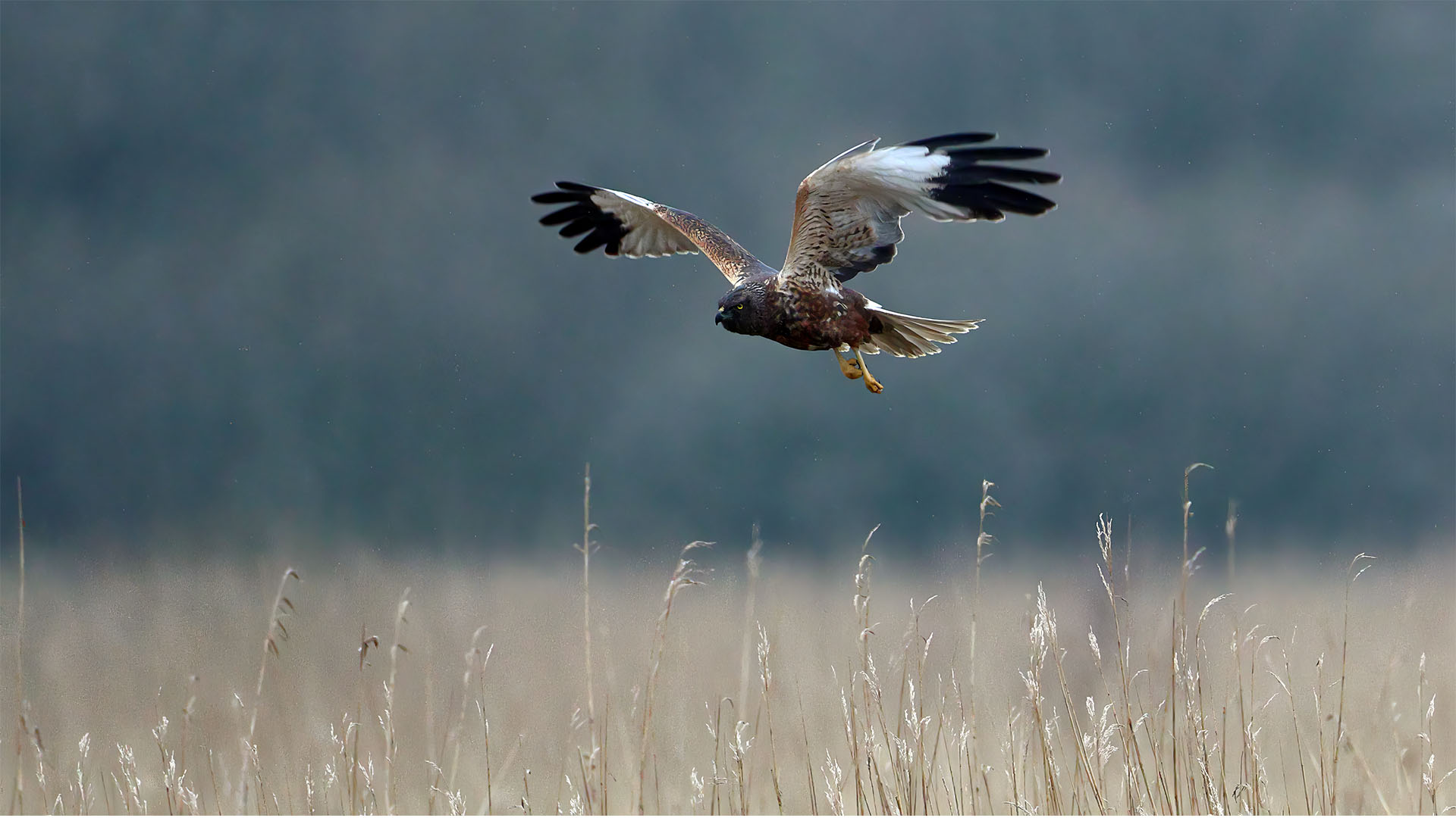 Marsh Harrier