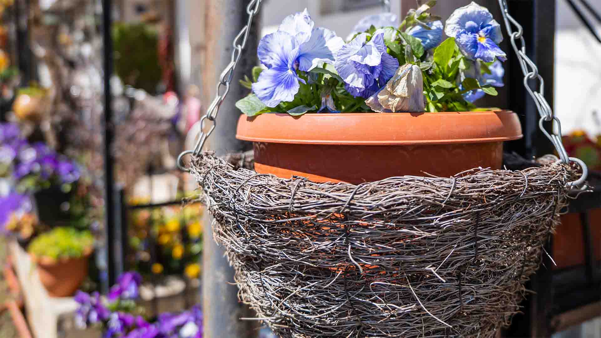 Hanging basket flowers