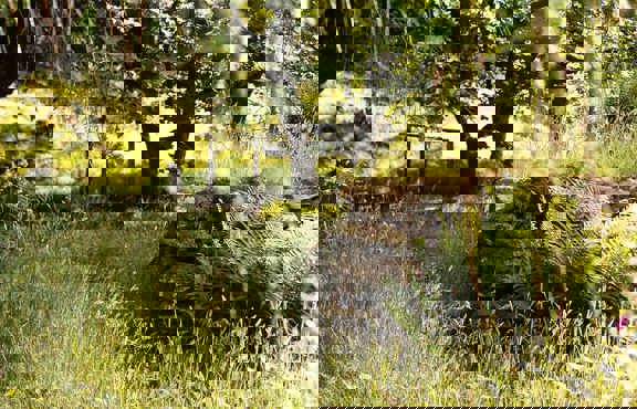 The Wild Boar Woods