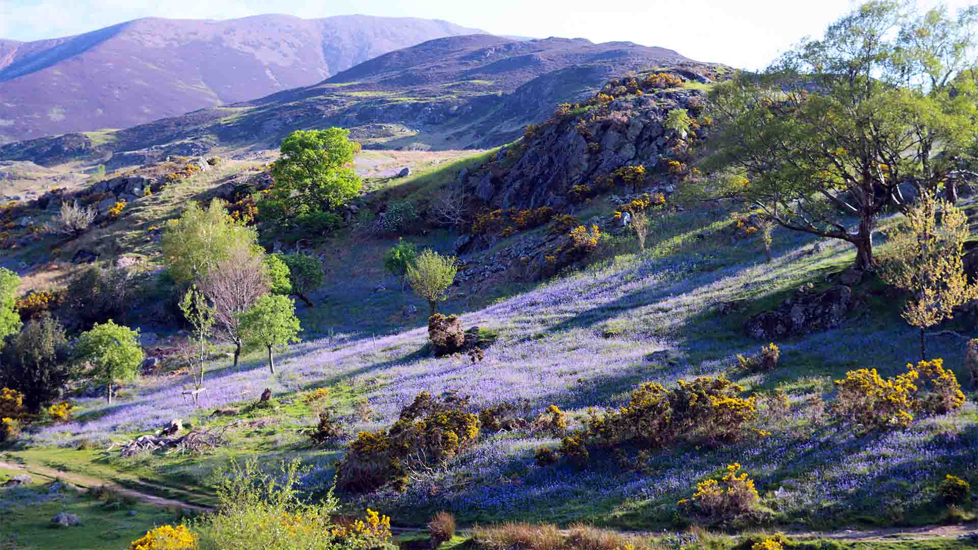 Rannerdale Knotts Bluebells