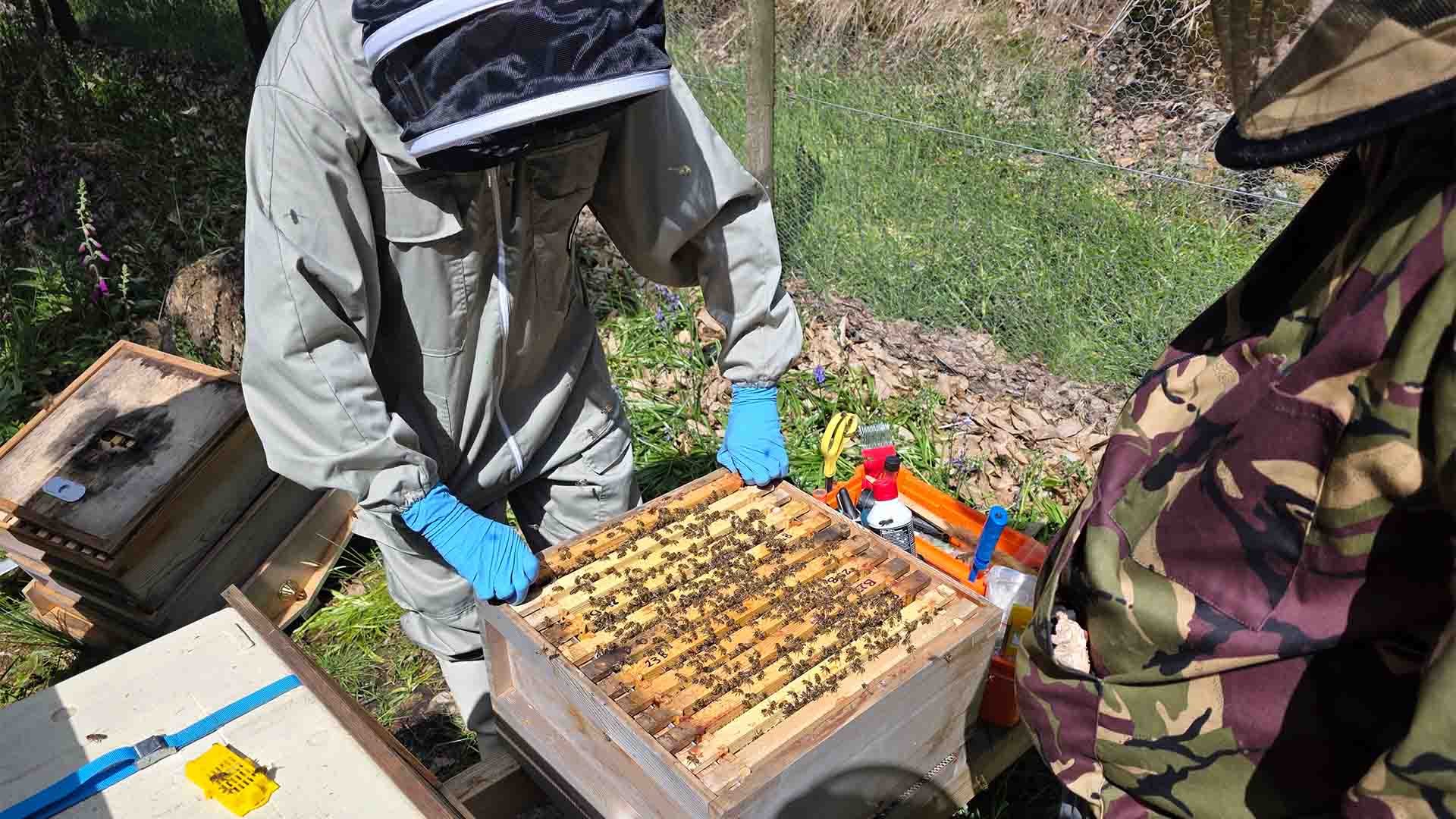 Examining the bees