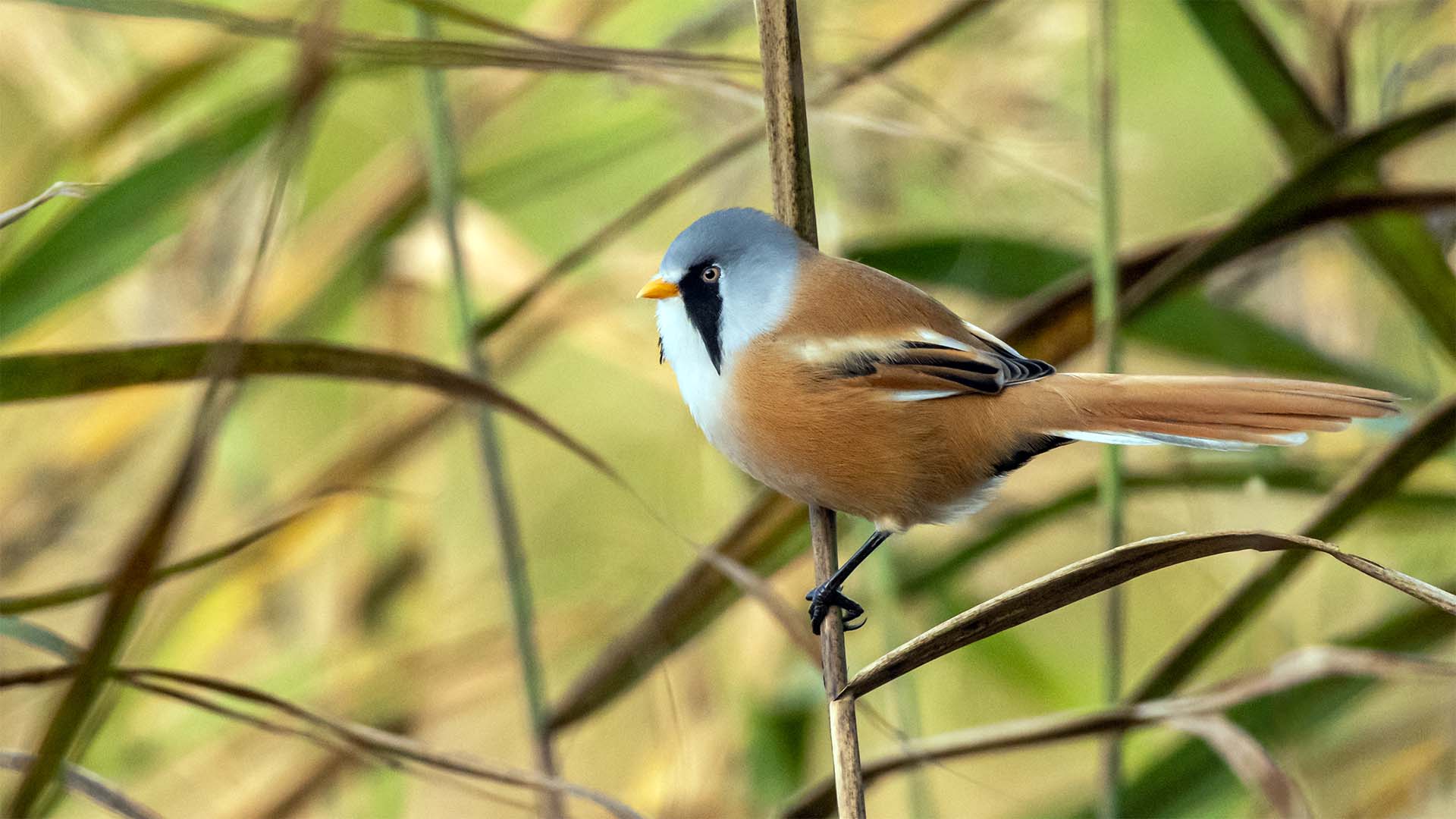 Bearded Tit