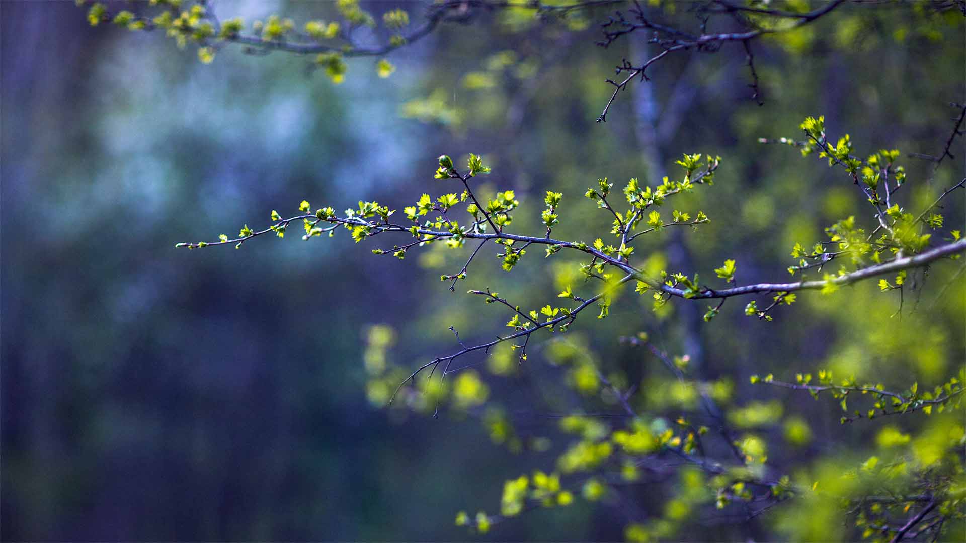 Buds on a twig