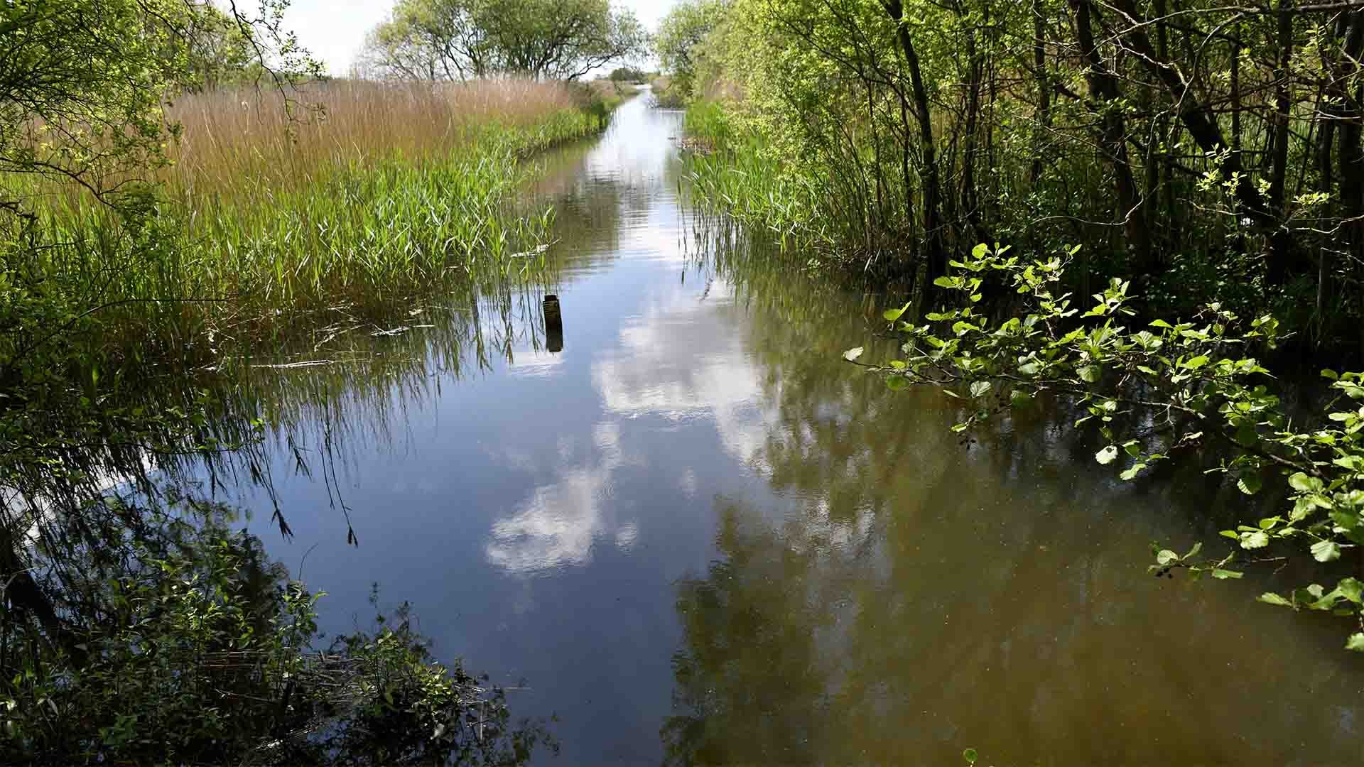 Waterway running through Leighton Moss nature reserve