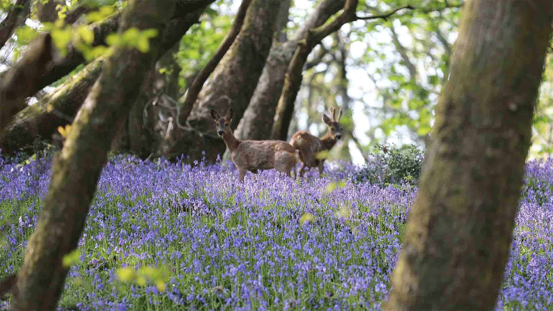 Deer grazing amongst the bluebells at Wild Boar Estate