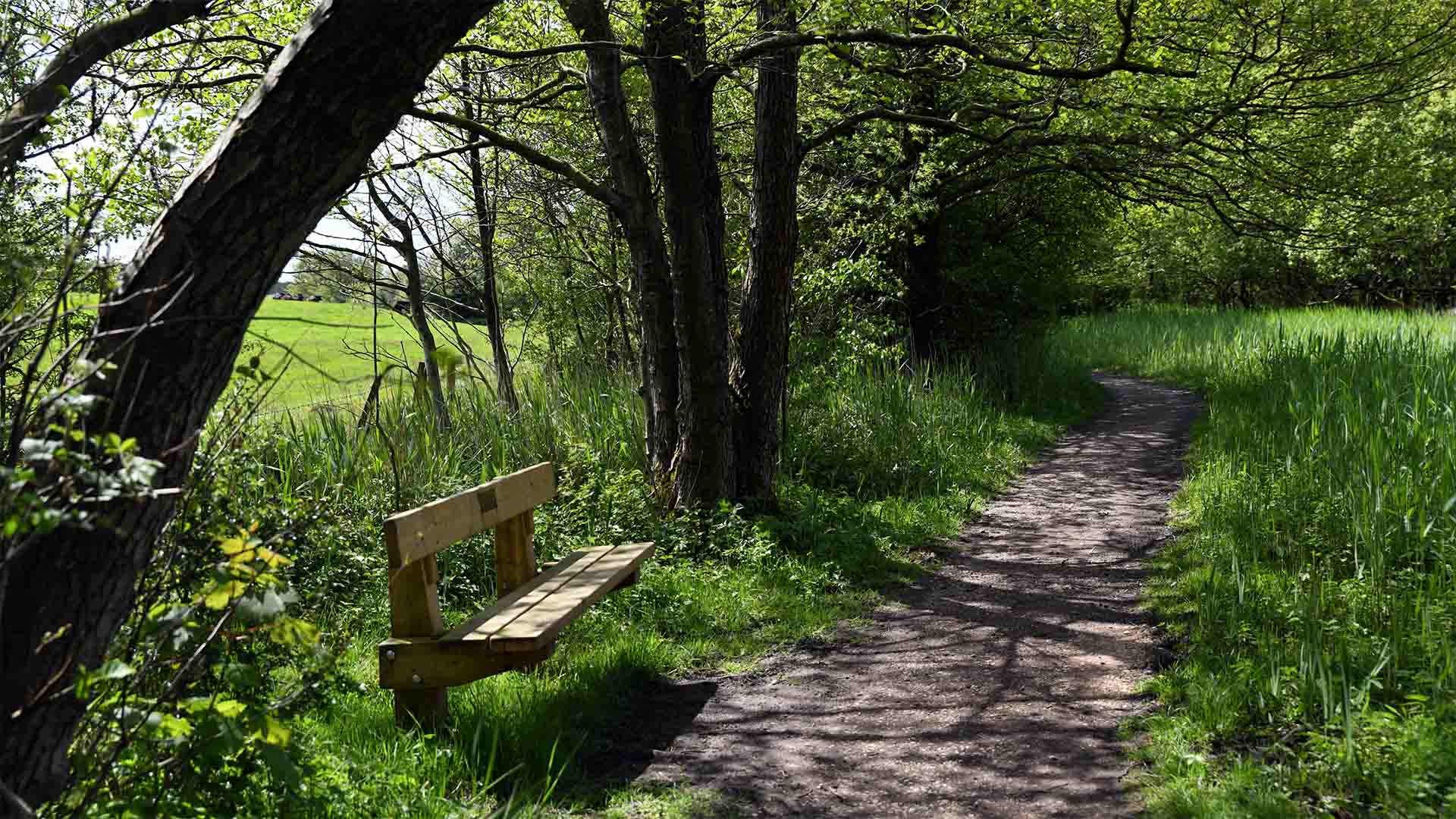 Bench by one the footpaths crossing Leighton Moss nature reserve
