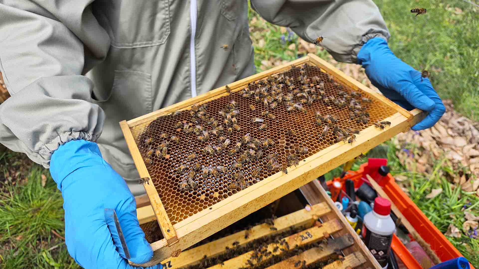 A frame from a bee hive covered in bees