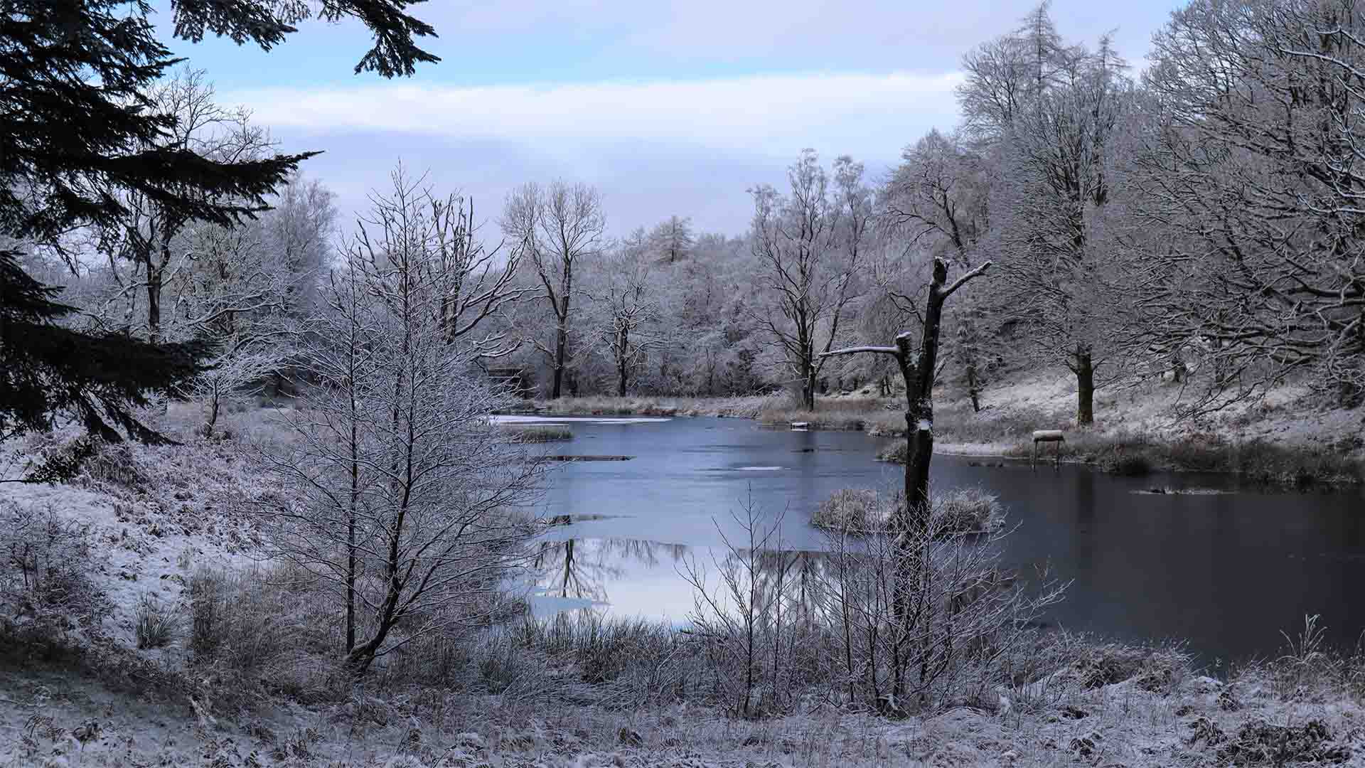 The Wild Boar Woods at Winter