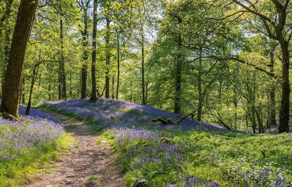 Fishgarth Woods, Ambleside