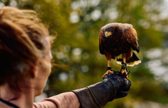 falcon on lady's arm