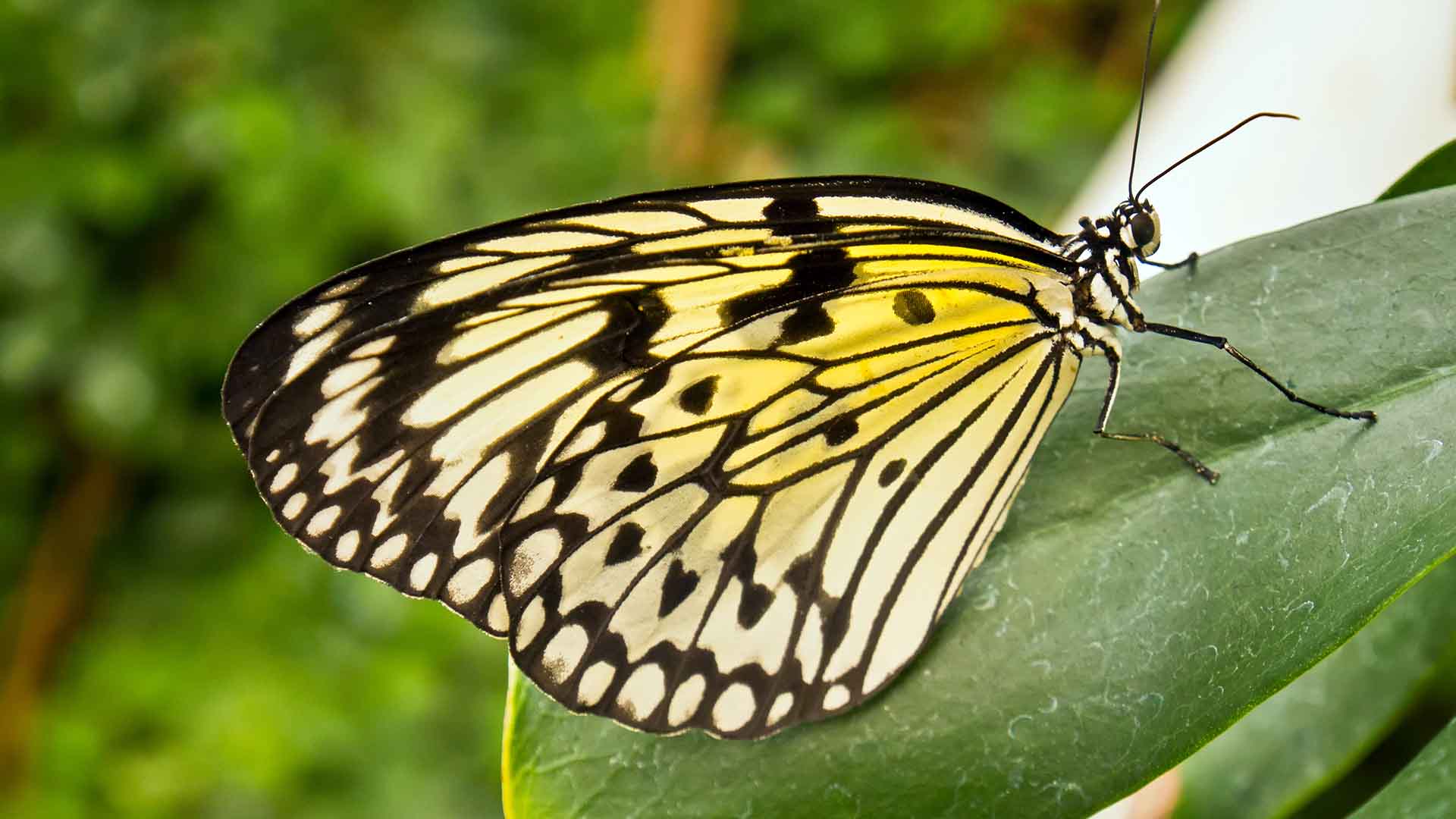 Nymph butterfly